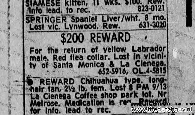 Lost yellow Labrador classified, 26 September 1970, 652-5916