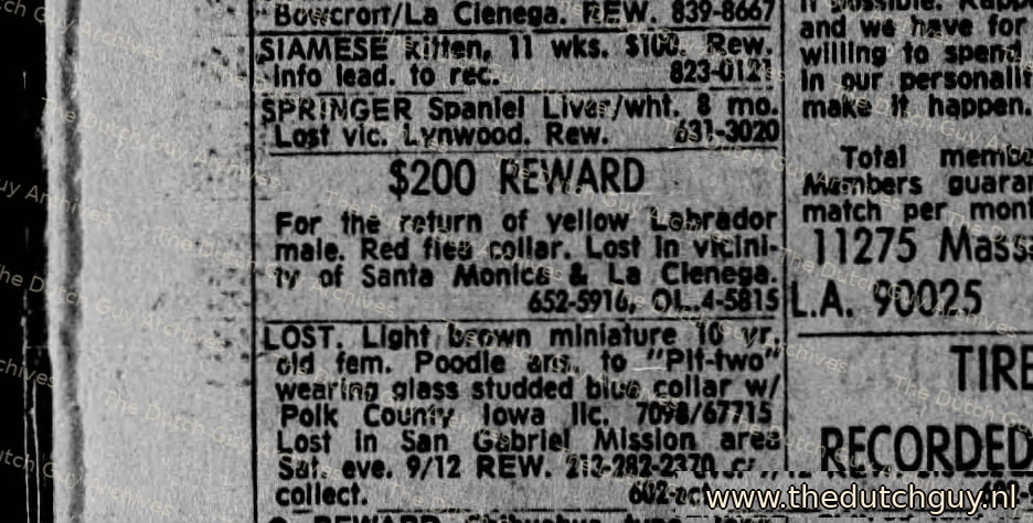 Lost yellow Labrador classified, 27 September 1970, 652-5916