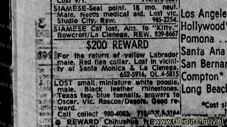 Lost yellow Labrador classified, 29 September 1970, 652-5916
